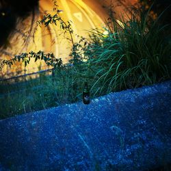 Close-up of fresh green plants in water