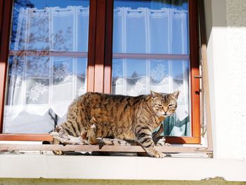 Cat sitting by window