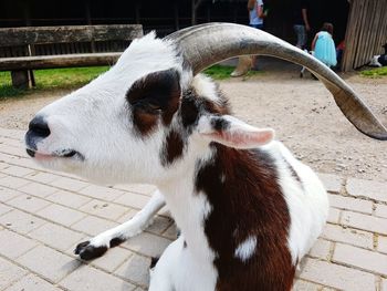 Close-up of goat