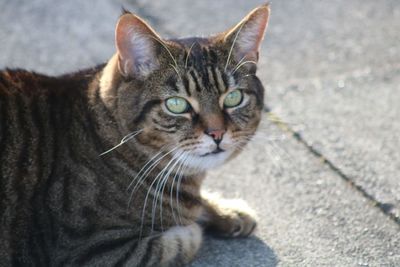 Close-up portrait of tabby cat