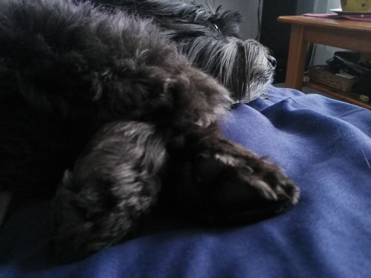 CLOSE-UP OF DOG LYING ON BED