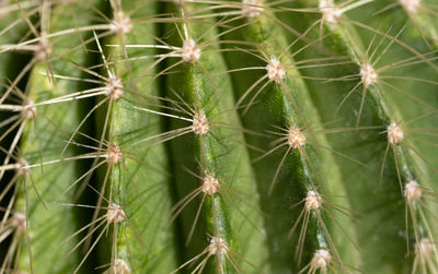 Close-up of succulent plant