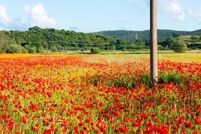 Red poppy flowers on field against sky