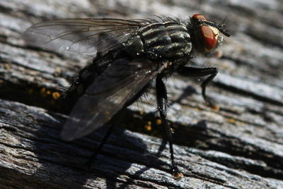 Close-up of dragonfly on plant