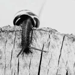 Close-up of snail on wood