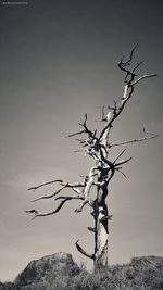 Low angle view of bare tree against sky