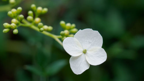 Close-up of white flowering plant in park