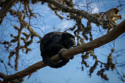 Close-up of howler monkey sitting on branch