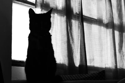 Cat looking through window at home