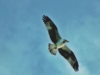 Low angle view of bird flying against sky