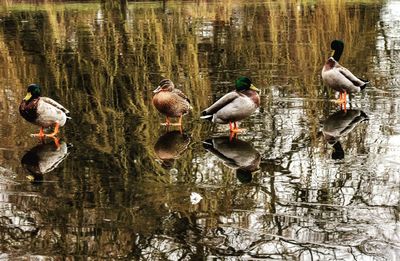 Ducks swimming on lake