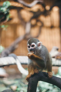 Close-up of monkey sitting on tree