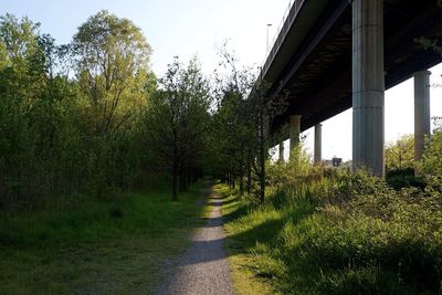 Walkway amidst trees against sky