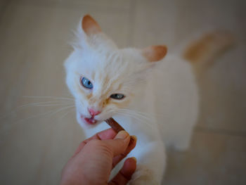 Close-up of hand holding cat