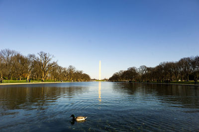 Mallard duck swimming in lake with washington monument in background