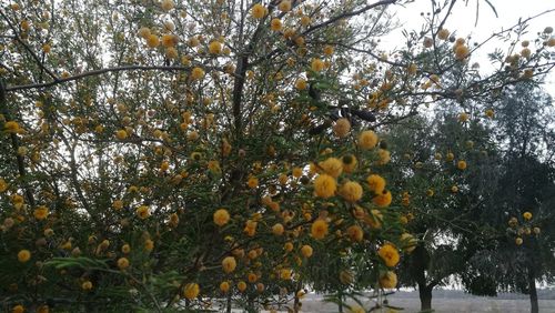 Yellow fruits on tree