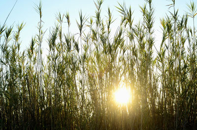 Low angle view of crops against sky