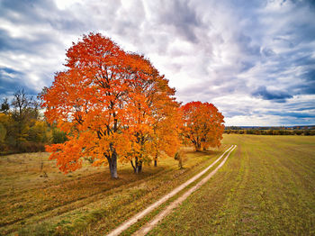 Autumn trees on field against sky