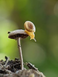 Close-up of snail on mushroom