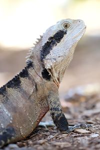 Close-up of lizard on land