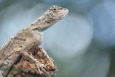 Close-up of lizard on tree