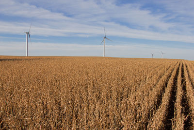 Ripe corn field with a wind turbine.