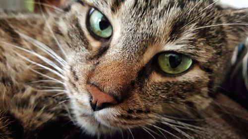 Close-up portrait of cat