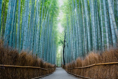 Scenic view of forest