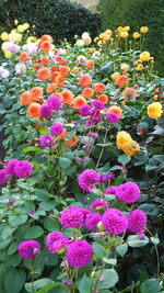 Close-up of pink flowers