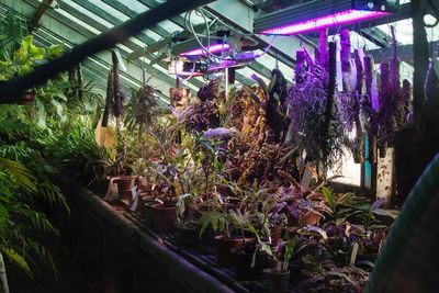 Flowers in greenhouse