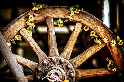 Close up of plant against blurred background