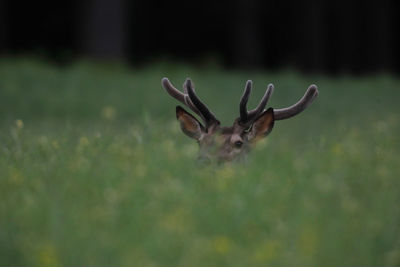 Portrait of deer