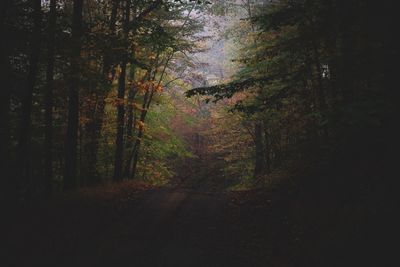 Trees in forest