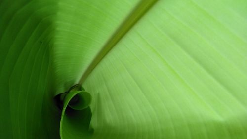 Macro shot of green leaves on plant