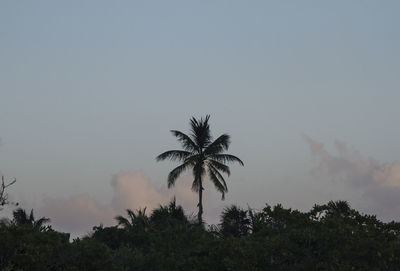 Low angle view of palm trees against clear sky