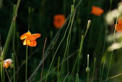 Close-up of orange flowering plant on field