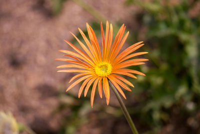 Close-up of orange flower against blurred background