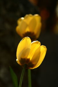 Close-up of yellow flower blooming outdoors