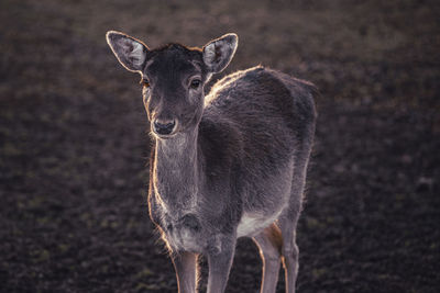 Portrait of deer standing on field