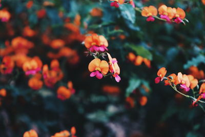 Close-up of flowering plants