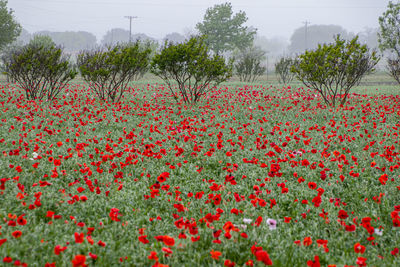 Close-up of flowering plants on field against sky