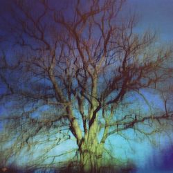 Low angle view of bare trees against sky