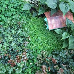 Leaves on plant