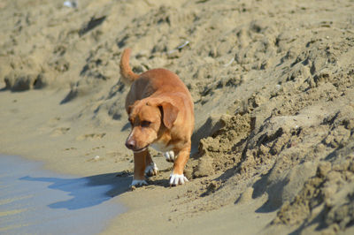Dog on sand at beach
