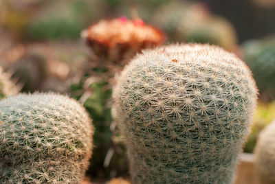 Close-up of succulent plant