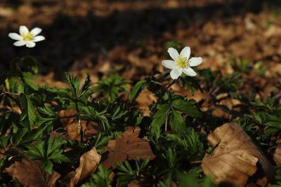 Close-up of flowering plant on field