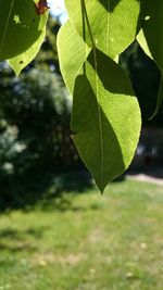 Close-up of fresh green leaf
