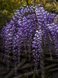 Close-up of purple flowering plants