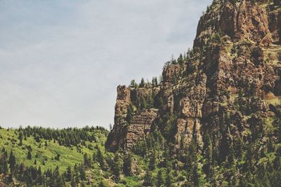 Low angle view of trees on mountain against sky