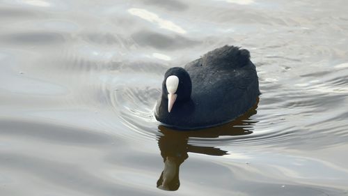 Close-up of swan swimming in lake
